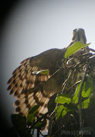 Crested Goshawk - basking