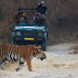Corbett Tiger Reserve Tigress found dead || first tiger death in Corbett this year