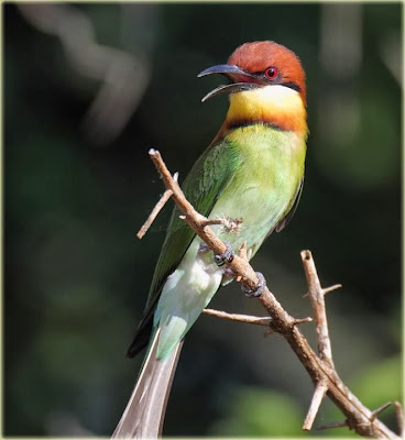 Abejaruco cabeza rufa Merops leschenaulti