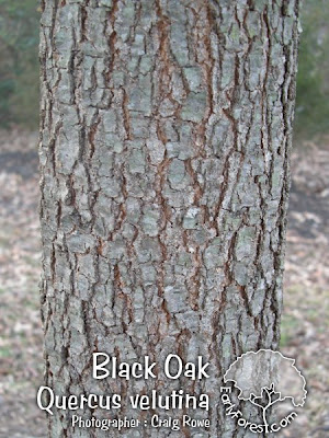 elm tree identification bark. red elm tree bark. pictures of