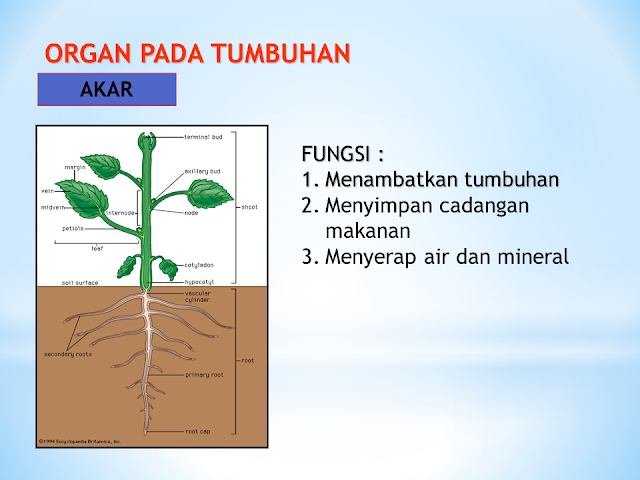 Organ Pada Tumbuhan