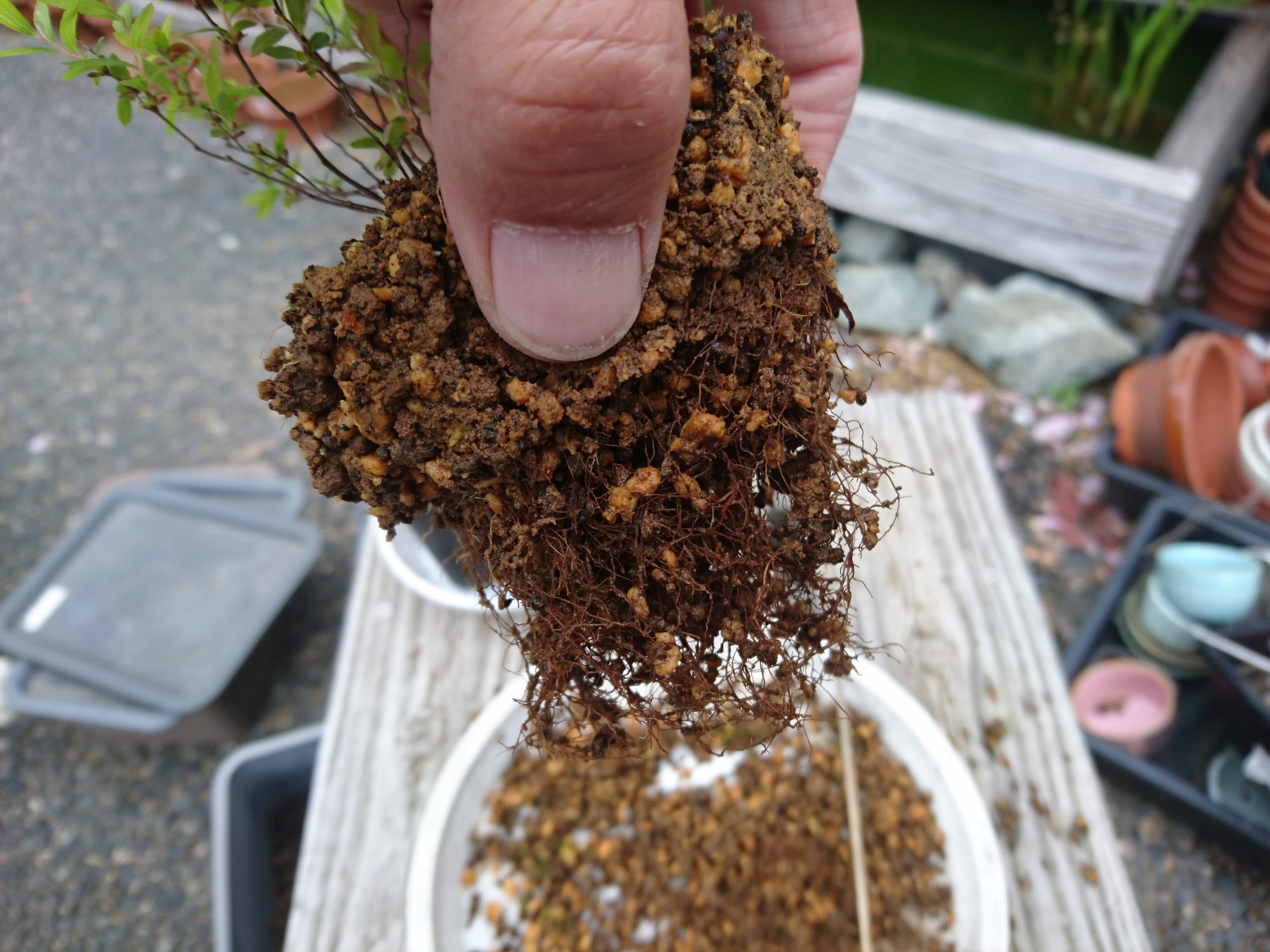 ユキヤナギ 雪柳 の育て方 小さな鉢植えのミニ盆栽で春に美しい小さな白い花を楽しむ メダカの大工