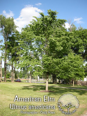 elm tree identification. American Elm Tree