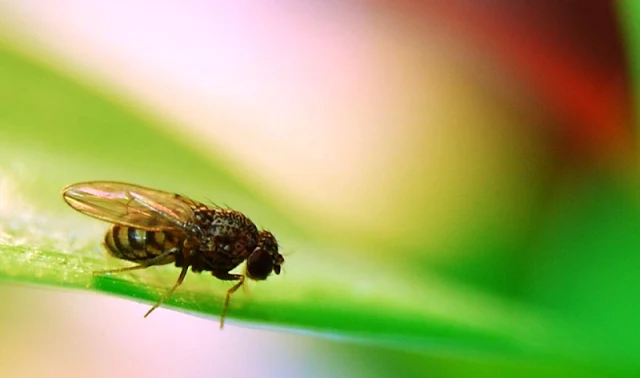 Preocupação com mosca da fruta pós-greve dos caminhoneiros leva produtores do Vale a discutir medidas emergenciais - Notícias Juazeiro-BA, Petrolina-PE, 