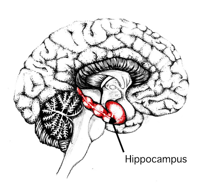 Brain Hippocampus