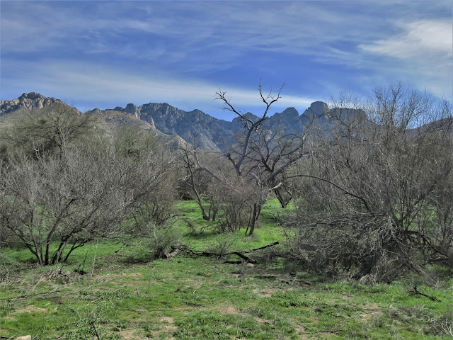 Catalina State Park, Tucson, Arizona. February 2020.