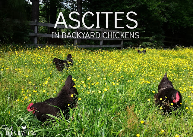 Water Belly or Ascites in Backyard Chicken Flocks | Fresh ...