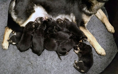 Greta and her new litter