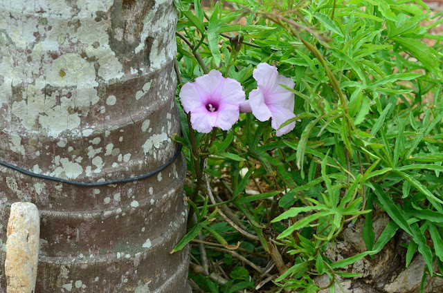 Ipomoea platensis