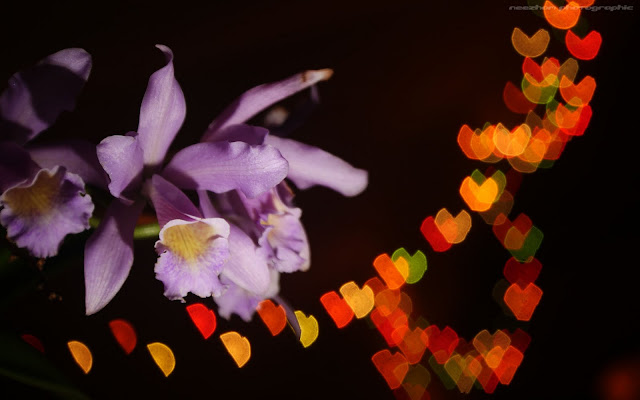 Purple orchid with heart bokeh