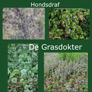 hondsdraf in gazon bestrijden