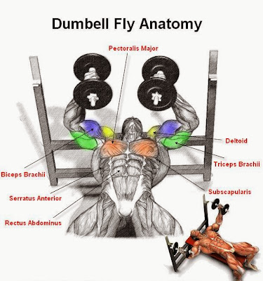 Dumbell Flyes Exercise