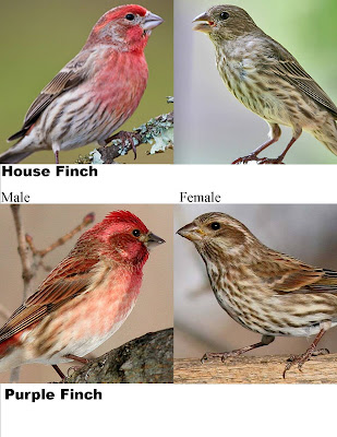 Wild Birds Unlimited: House Finch vs. Purple Finch