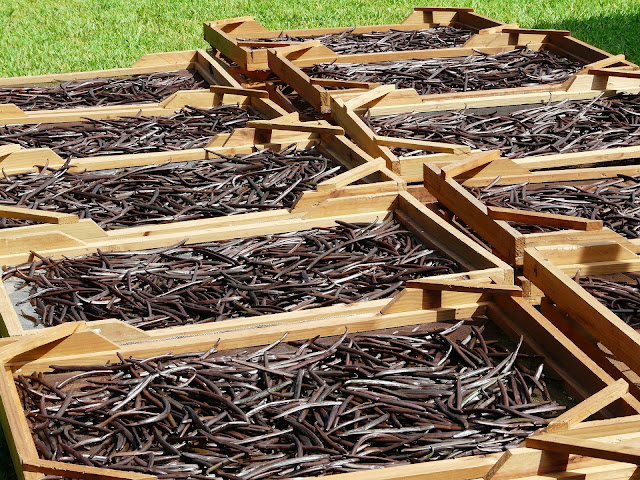 Small-Business-Ideas-Namum-Business-Seiyalaam-www.satyamcs.com-www.smallbusinessideas.co.in-Vanilla-Bean-Farm-Drying