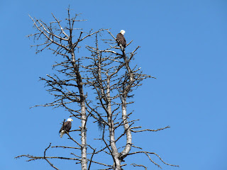 Bald Eagles seen at Olympic Discovery Train near Railroad Bridge