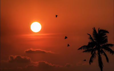 Hikmah Diciptakannya Tembolok Pada Burung