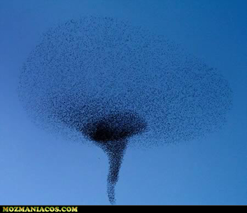 Desenhos Feitos Por Pássaros no Céu