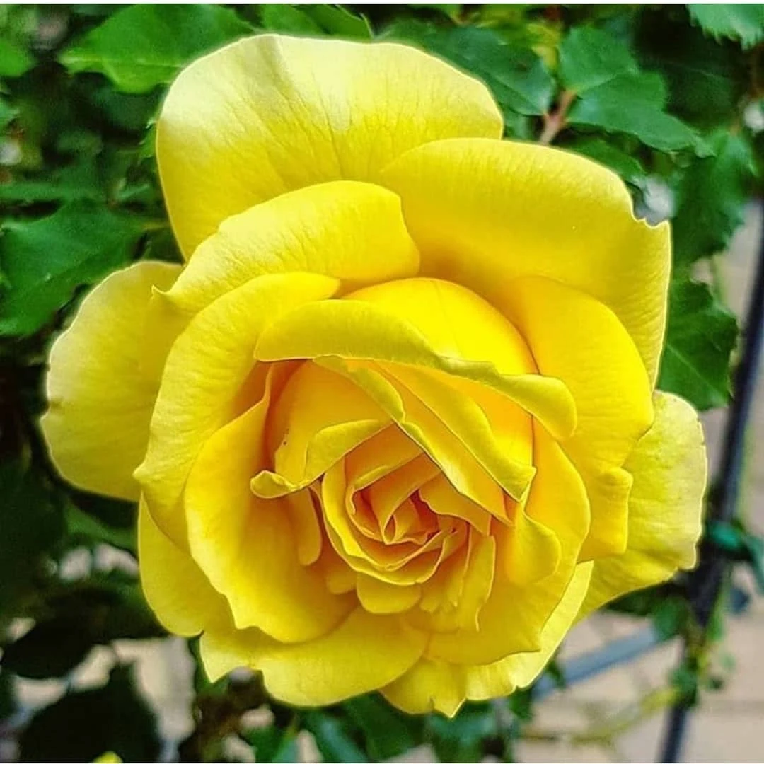 Yellow Rose Flower Images Download - Beautiful Flower Images Download - rose wallpaper Rose Flower Images Download - NeotericIT.com