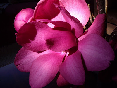 magnolia tree in bloom. magnolia tree in bloom.