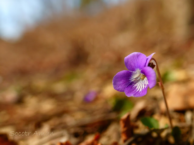 Viola obtusa