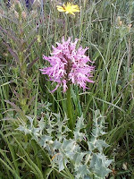 Omino nudo (orchidea spontanea della murgia di Puglia)