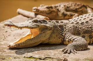 Crocodile Breeding Park