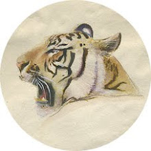 Claes tiger