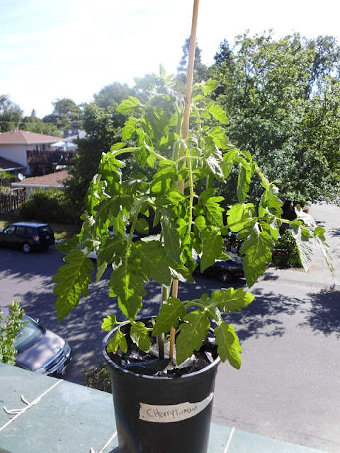 Cherry Tomato 7-8 weeks