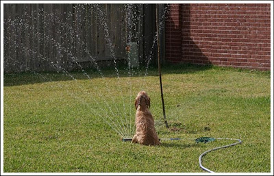 Dogs and Sprinklers Seen On www.coolpicturegallery.us