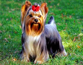 Yorkshire Terrier