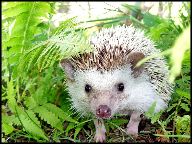 hodowla Igielnik, jeż pigmejski, sprzedam jeże pigmejskie, sprzedaż atelerix albiventris, 