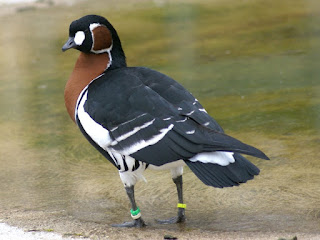 Bernache à cou roux - Branta ruficollis