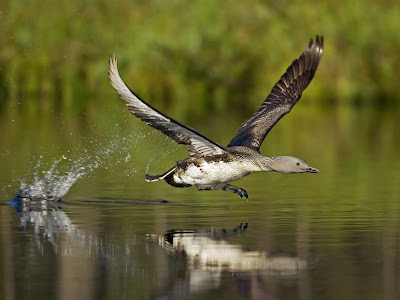 Bird Beautiful Desktop Wallpaper