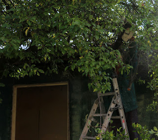 Bekir trimming another tree