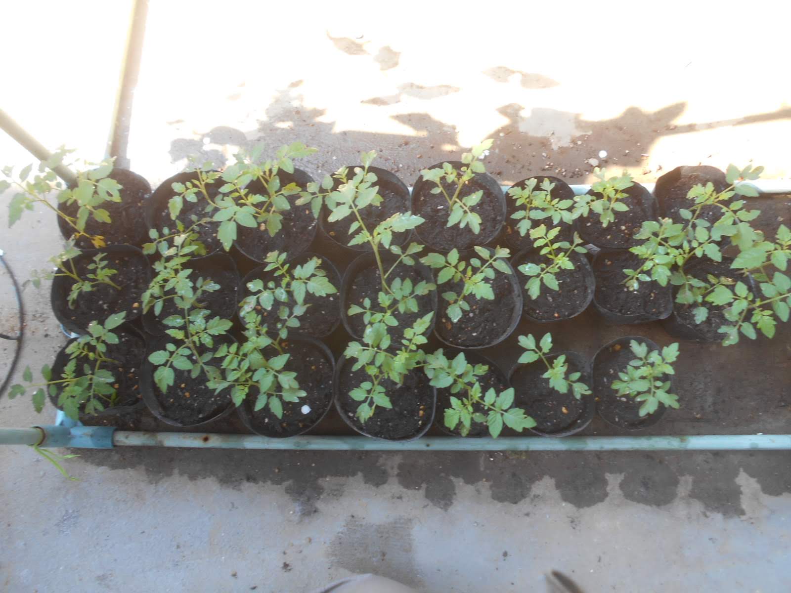 ステージガーデニング 種から発芽したリーフレタスとミニトマトを植え替え
