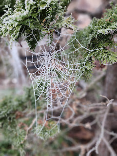 A spider web against a green arborvitae covered in frost