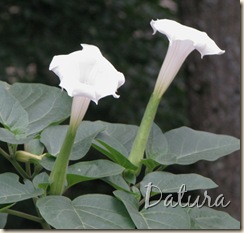 08 13 Datura