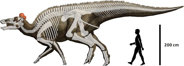 Paleontologists reappraise description of duck-billed hadrosaurs