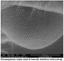 Rahasia Mata Lalat Sebagai Sumber Teknologi Baru Kedokteran!!