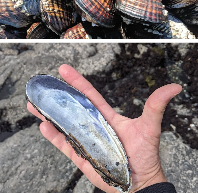 Natural Fish Lure  Lampsilis Mussel and Bass 