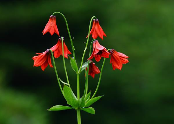 Лилия Грея (Lilium grayi)