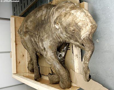 Ditemukan Bayi Gajah Purba 37000 Tahun [ www.BlogApaAja.com ]
