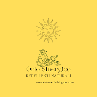 orto-sinergico-come-utilizzare-il-crisantemo-per-preparare-un-repellente-efficace