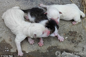 A dog in South Korea gives birth to a cat, dog and cat