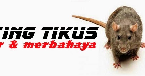 Herba Adalah Penawar Pelbagai Penyakit. : MINYAK MORHA 