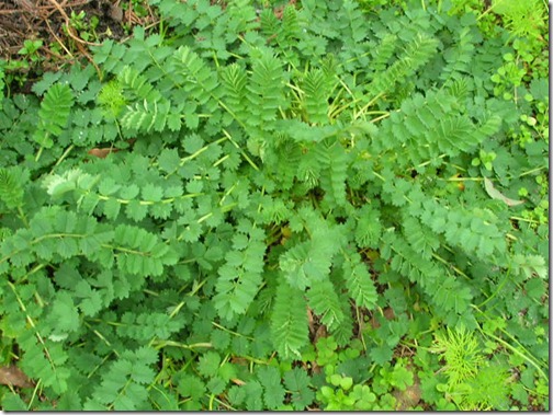 salad-burnet-08