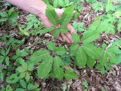 Manfaat Daun Ginseng