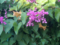 Coral Vine Covering Angel Trumpets