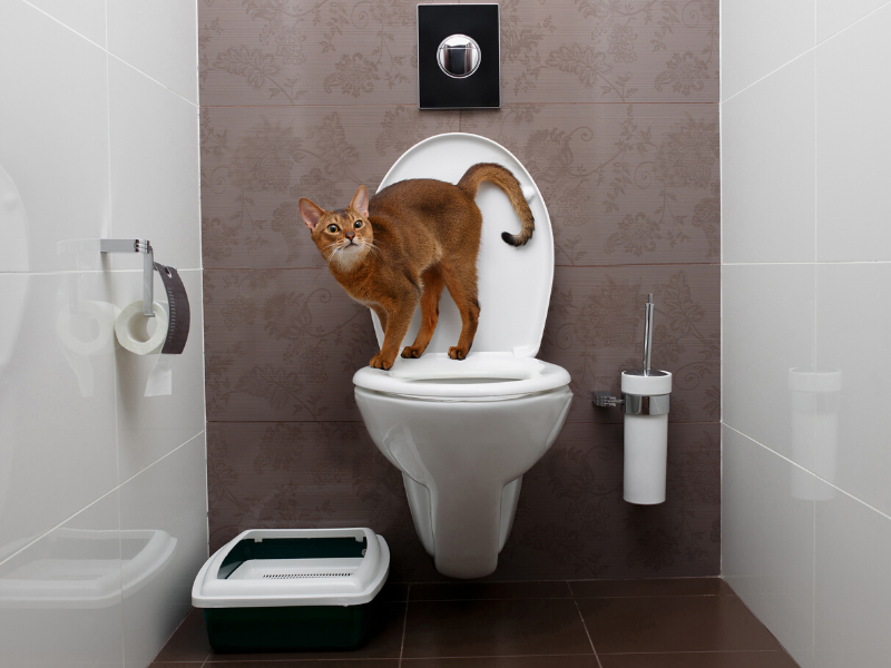 kot i sedes, kot i ludzka toaleta, jak nauczyć kota korzystania z sedesu, czy można uczyć kota załatwiać się do toalety, czy kot może załatwiać się w sedesie, czemu kot nie sika do sedesu, czemu kot nie sika do toalety, koci behawiorysta, koci behawior, czego nie uczyć kota, kocie sztuczki, kocie komendy