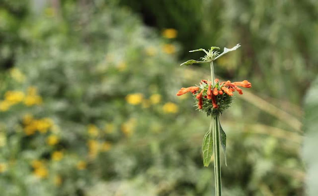 Lions Ear Flowers Pictures